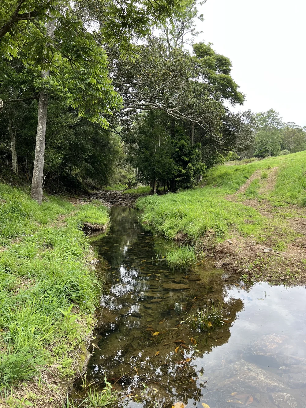 Mackenzie Creek running through green grass and trees