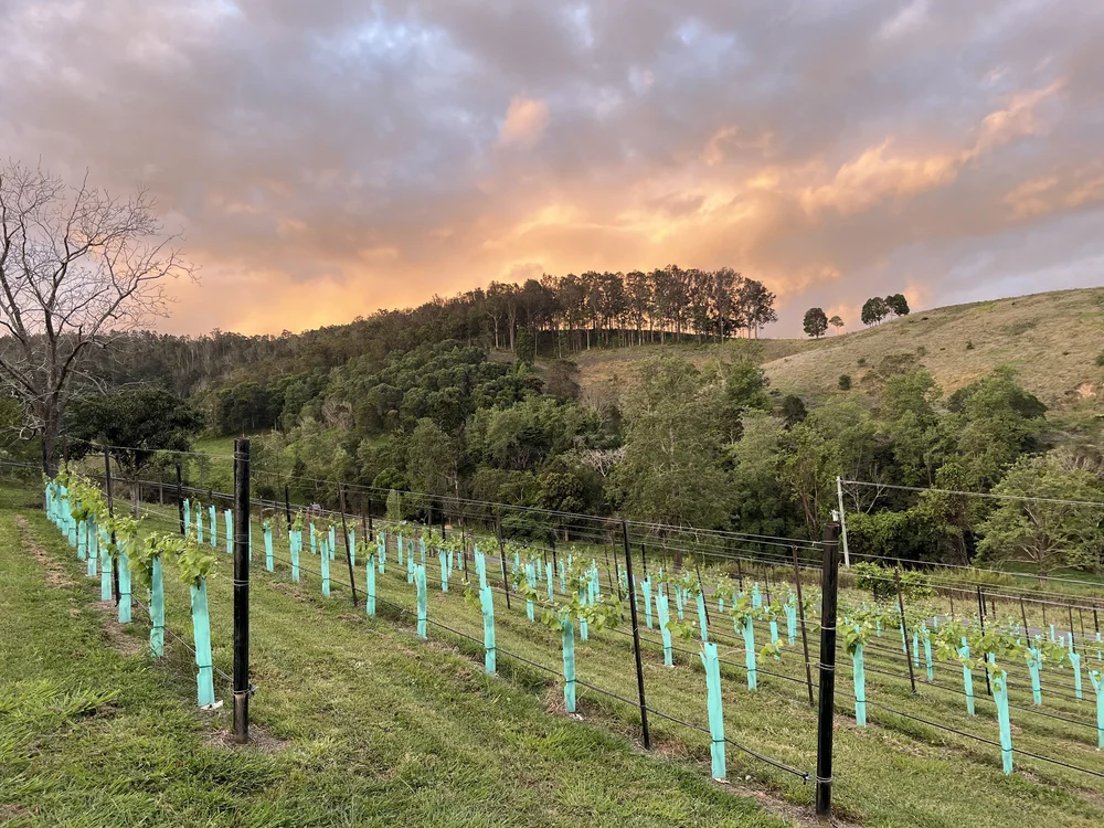 Young vines on the hillside at Mackenzie Creek